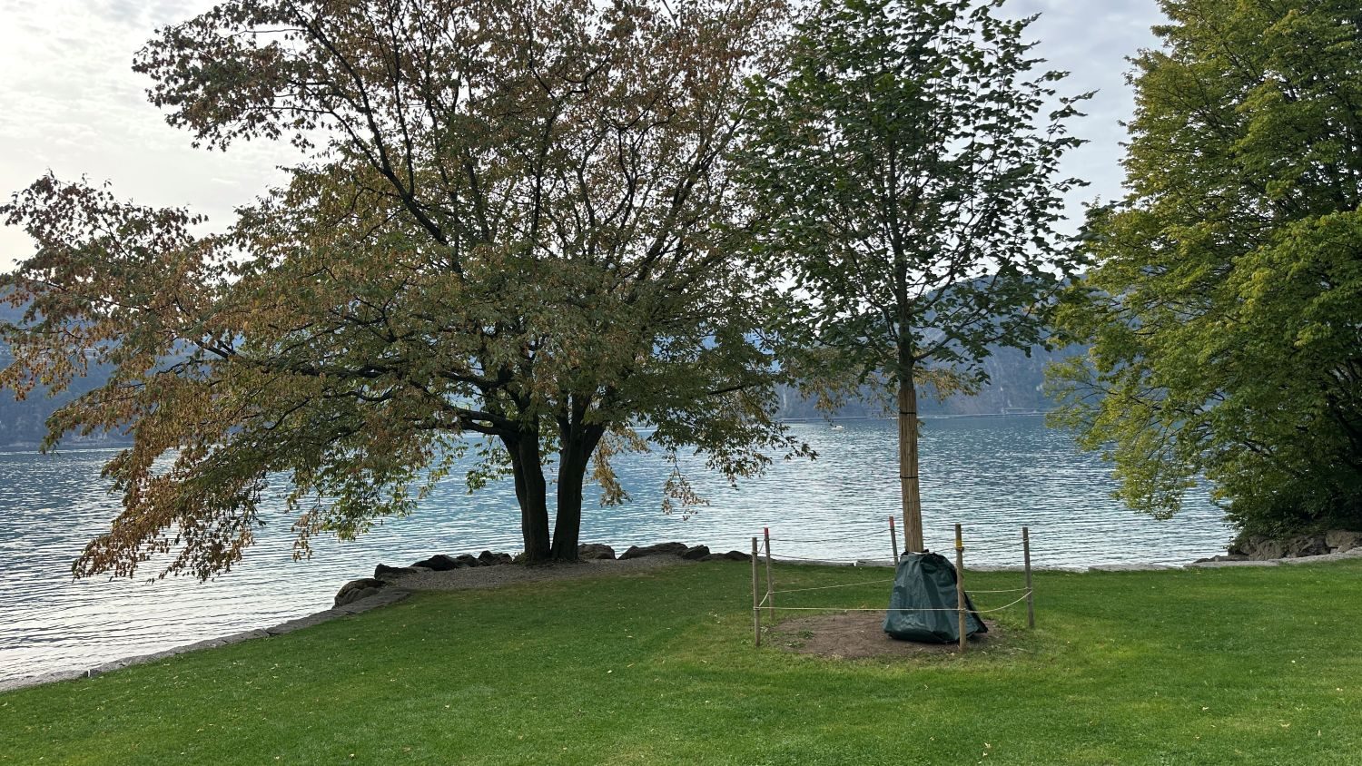Nach der Sommersaison: In Kastanienbaum werden die Rasenflächen am See wiederhergestellt